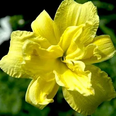 Лилейник гибридный Дабл Ривер Вай Лилейник гибридный Дабл Ривер Вай