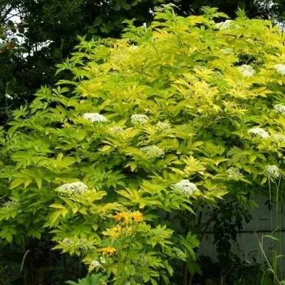 Бузина черная АУРЕА в Москве