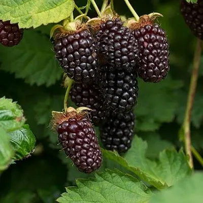 Ежемалина  Ежемалина в Москве