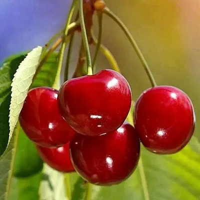 Черешня ТЕРЕМОШКА  Черешня ТЕРЕМОШКА в Москве