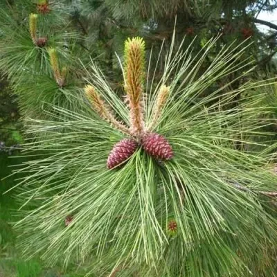 Сосна желтая  в Москве