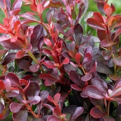 Барбарис АТРОПУРПУРЕА НАНА тунберга — описание сорта Барбарис АТРОПУРПУРЕА НАНА тунберга в Москве