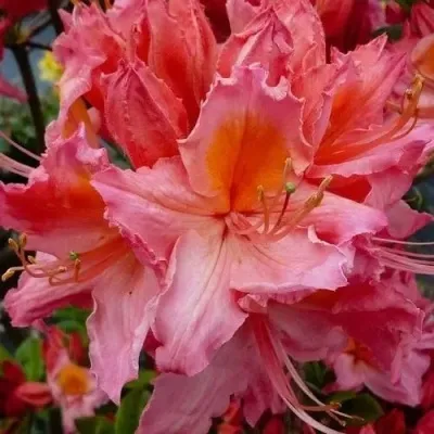 Азалия ПИНК ДЕЛАЙТ листопадная	 — описание сорта Азалия ПИНК ДЕЛАЙТ листопадная	 в Москве