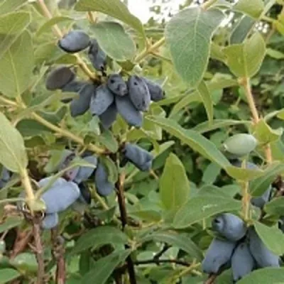 Жимолость съедобная НИМФА (ГАММА) в Москве