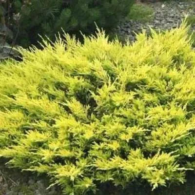 Можжевельник ЛАЙМ ГЛОУ горизонтальный — описание сорта Можжевельник ЛАЙМ ГЛОУ горизонтальный в Москве