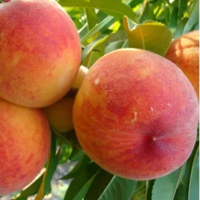 Персик ДИВНЫЙ — описание сорта Персик ДИВНЫЙ в Москве