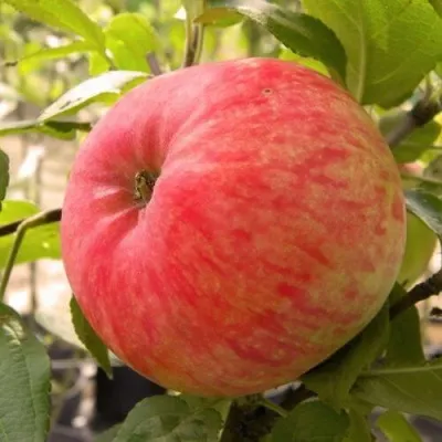 Яблоня ЯБЛОЧНЫЙ СПАС в Москве