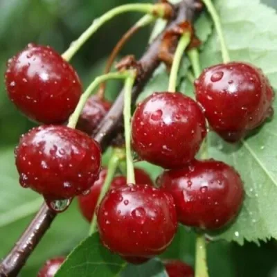 Вишня КОНФИТЮР — описание сорта Вишня КОНФИТЮР в Москве