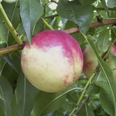 ПИЧЕРИН — описание сорта ПИЧЕРИН в Москве