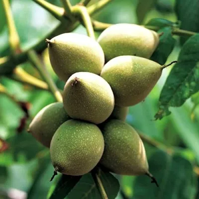 Орех МАНЬЧЖУРСКИЙ — описание сорта Орех МАНЬЧЖУРСКИЙ в Москве