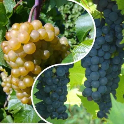 Комплект ИНЬ-ЯНЬ — описание сорта Комплект ИНЬ-ЯНЬ в Москве