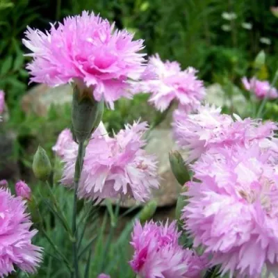 Гвоздика МЭДЖИК перистая — описание сорта Гвоздика МЭДЖИК перистая в Москве