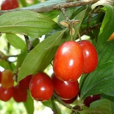 Кизил КОРАЛЛОВЫЙ МАРКА  Кизил КОРАЛЛОВЫЙ МАРКА в Москве