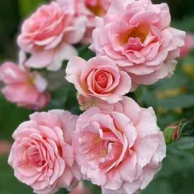 Саженцы роз ПОЭЗИЯ флорибунда в Москве