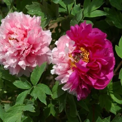 Пион ДВЕ СЕСТРЫ древовидный — описание сорта Пион ДВЕ СЕСТРЫ древовидный в Москве