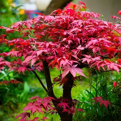 Клен дланевидный АТРОПУРПУРЕУМ  Клен дланевидный АТРОПУРПУРЕУМ в Москве