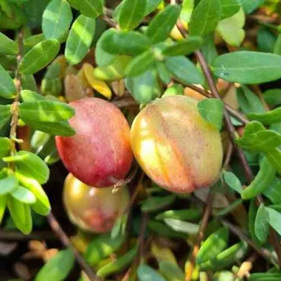 Клюква СТАНКОВИЧ — описание сорта Клюква СТАНКОВИЧ в Москве