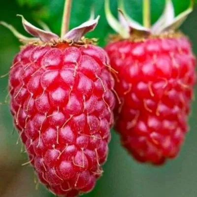 Малина БРИЛЛИАНТОВАЯ в Москве