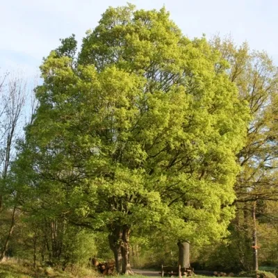 Клен полевой — описание сорта Клен полевой в Москве
