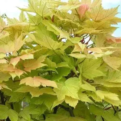 Клен ложноплатановый — описание сорта Клен ложноплатановый в Москве