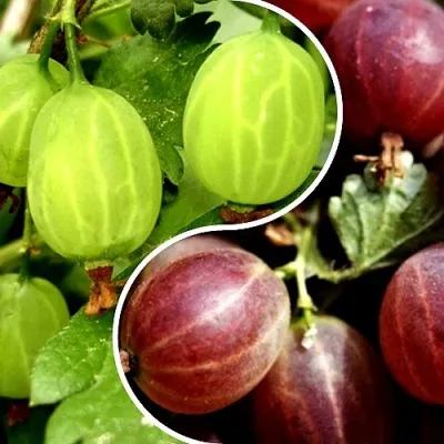 Комплект СКАЗКА — описание сорта Комплект СКАЗКА в Москве