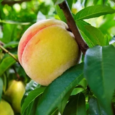 Персик ДОНЕЦКИЙ ЖЕЛТЫЙ — описание сорта Персик ДОНЕЦКИЙ ЖЕЛТЫЙ в Москве