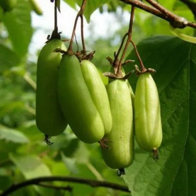 Актинидия ВИТАКОЛА коломикта в Москве