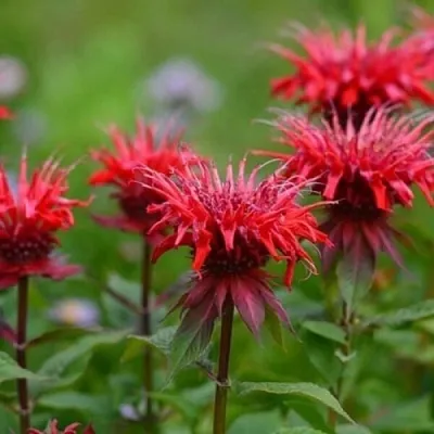 Монарда ПАНОРАМА РЕД в Москве