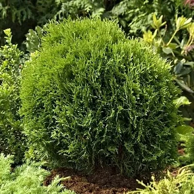 Туя ТИНИ ТИМ западная в Москве