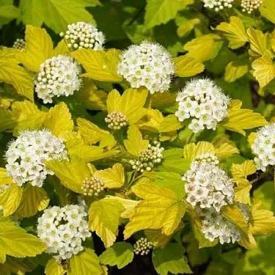 Пузыреплодник ДАРТС ГОЛД  Пузыреплодник ДАРТС ГОЛД в Москве