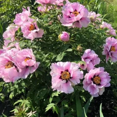 Пион РОЗОВАЯ РЕКА древовидный — описание сорта Пион РОЗОВАЯ РЕКА древовидный в Москве