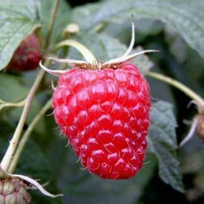 Малина ПОЛАНА в Москве