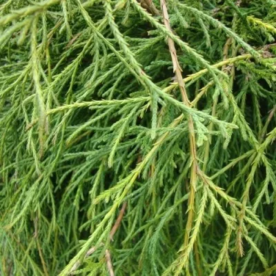 Кипарисовик ФИЛИФЕРА НАНА горохоплодный — описание сорта Кипарисовик ФИЛИФЕРА НАНА горохоплодный в Москве