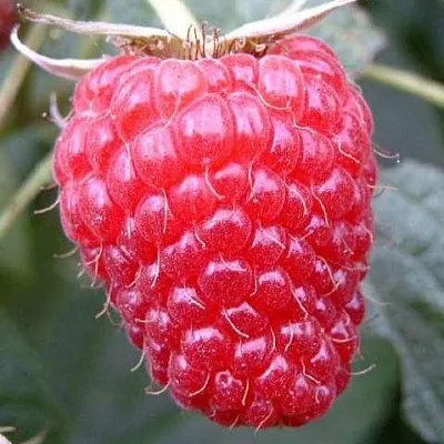 Ремонтантная  Ремонтантная в Москве