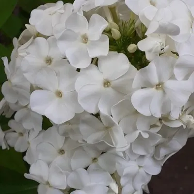 Флокс РЕМБРАНДТ метельчатый — описание сорта Флокс РЕМБРАНДТ метельчатый в Москве