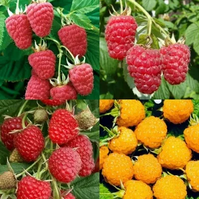 Комплект МАЛИНОВОЕ АССОРТИ — описание сорта Комплект МАЛИНОВОЕ АССОРТИ в Москве