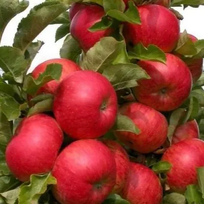 Яблоня ТРАЙДЕНТ колонновидная — описание сорта Яблоня ТРАЙДЕНТ колонновидная в Москве