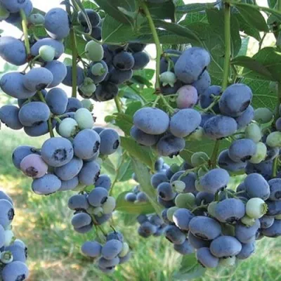 Голубика ЛИБЕРТИ в Москве