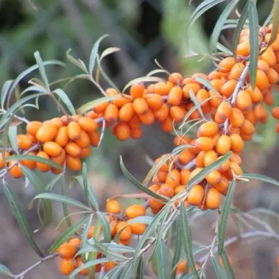 Облепиха БОТАНИЧЕСКАЯ ЛЮБИТЕЛЬСКАЯ — описание сорта Облепиха БОТАНИЧЕСКАЯ ЛЮБИТЕЛЬСКАЯ в Москве