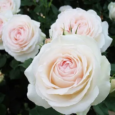 Саженцы роз ПАЛЕ РОЯЛЬ плетистая  Саженцы роз ПАЛЕ РОЯЛЬ плетистая в Москве