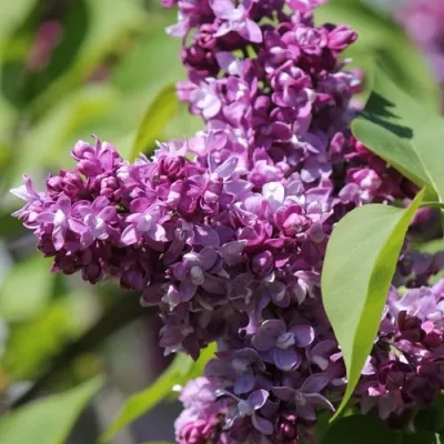 Сирень ИЗОБИЛИЕ — описание сорта Сирень ИЗОБИЛИЕ в Москве