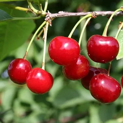 Вишня ЗАРАНКА  Вишня ЗАРАНКА в Москве