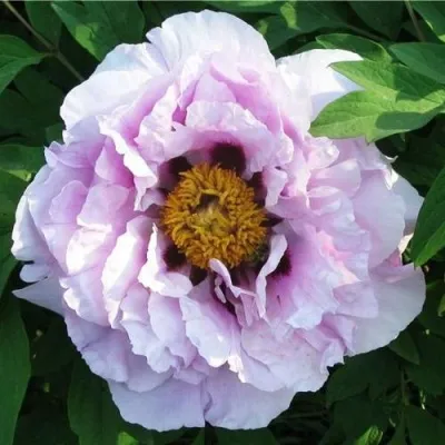 Пион СИНИЙ САПФИР древовидный — описание сорта Пион СИНИЙ САПФИР древовидный в Москве