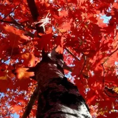 Дуб красный  — описание сорта Дуб красный  в Москве