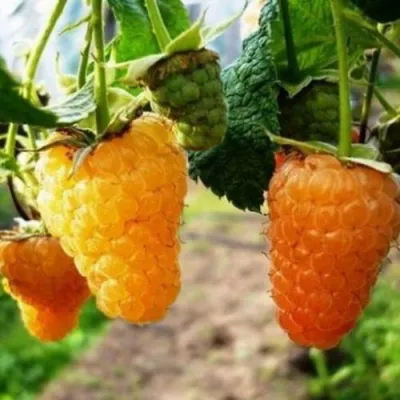 Малина ОРАНЖЕВОЕ ЧУДО в Москве