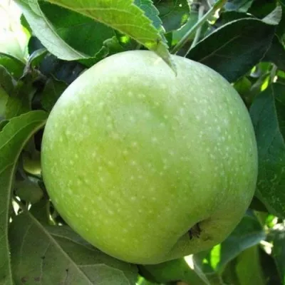 Яблоня СЕМИРЕНКОВЕЦ в Москве