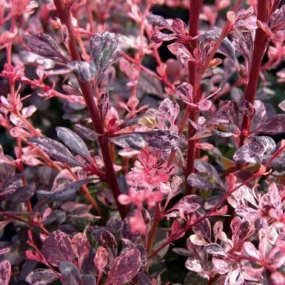 Барбарис АРЛЕКИН тунберга — описание сорта Барбарис АРЛЕКИН тунберга в Москве