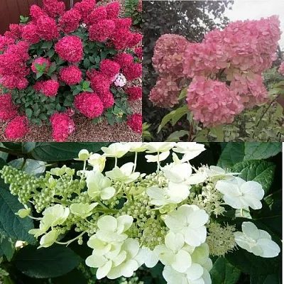 Комплект САД ЭМОЦИЙ в Москве