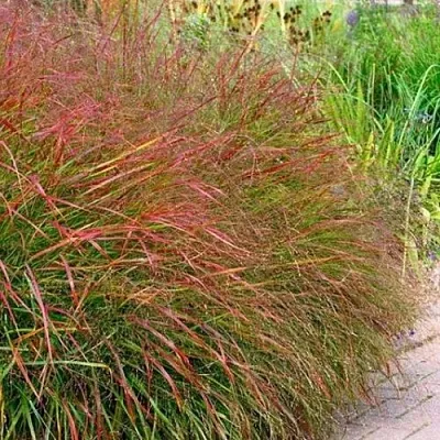 Просо ШЕНАНДО прутьевидное в Москве