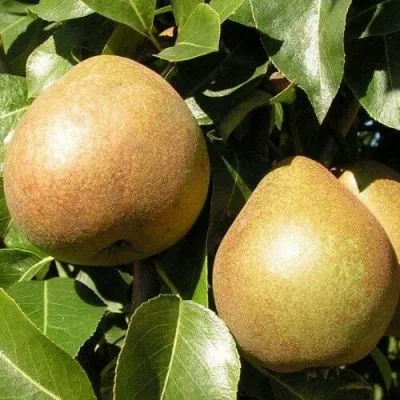 Груша БЕЛОРУССКАЯ ПОЗДНЯЯ в Москве